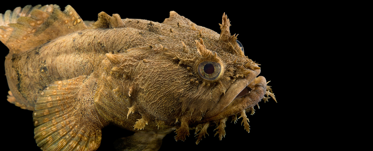 Toadfish lab