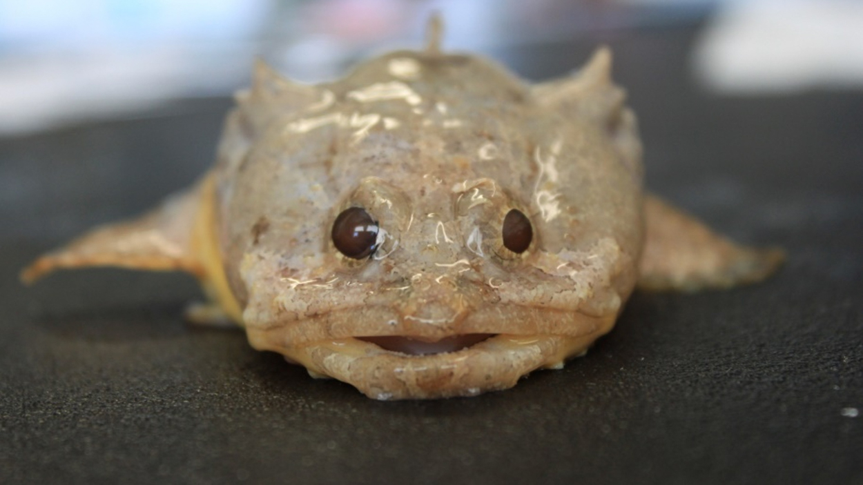 toadfish